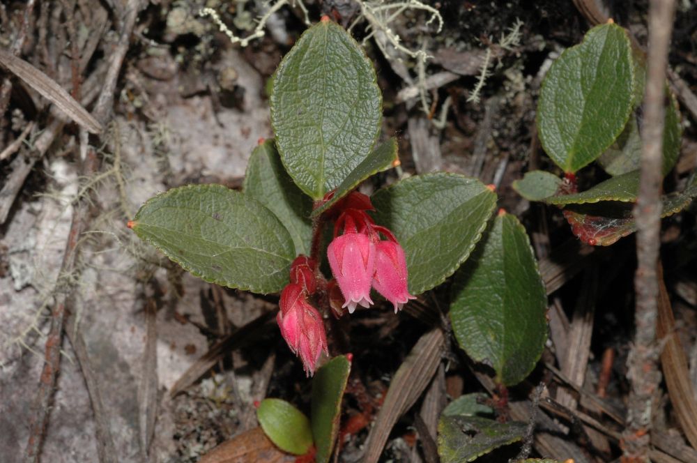 Ericaceae Gaultheria hapalotricha