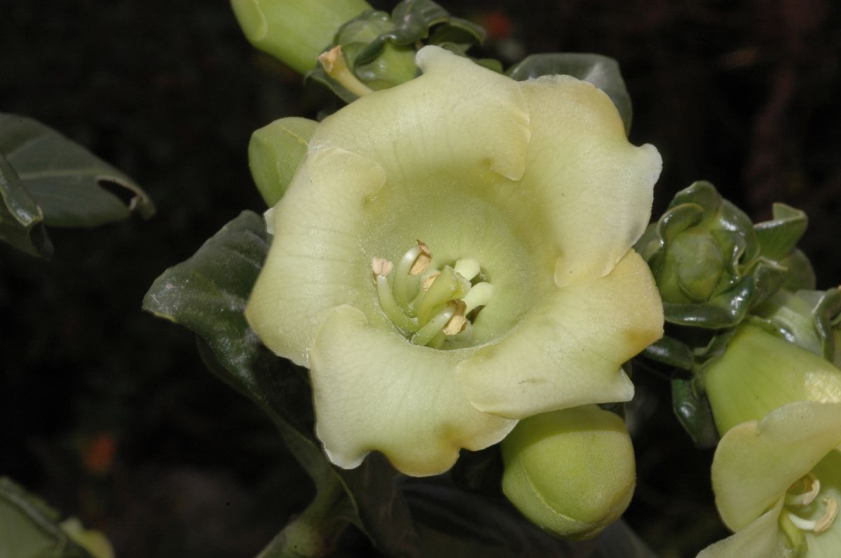 Gentianaceae Macrocarpaea bracteata
