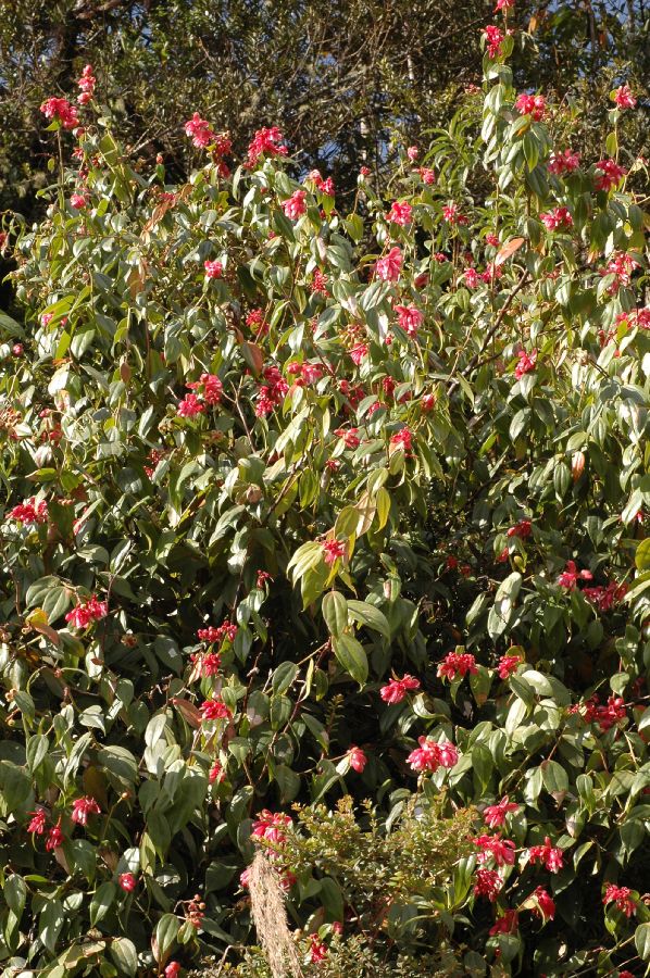 Ericaceae Cavendishia bracteata