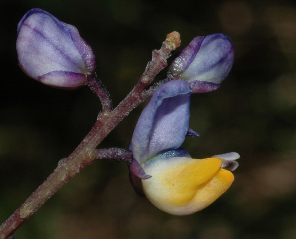 Polygalaceae Monnina cf. saprogena