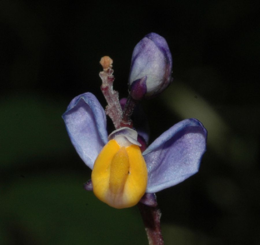 Polygalaceae Monnina cf. saprogena