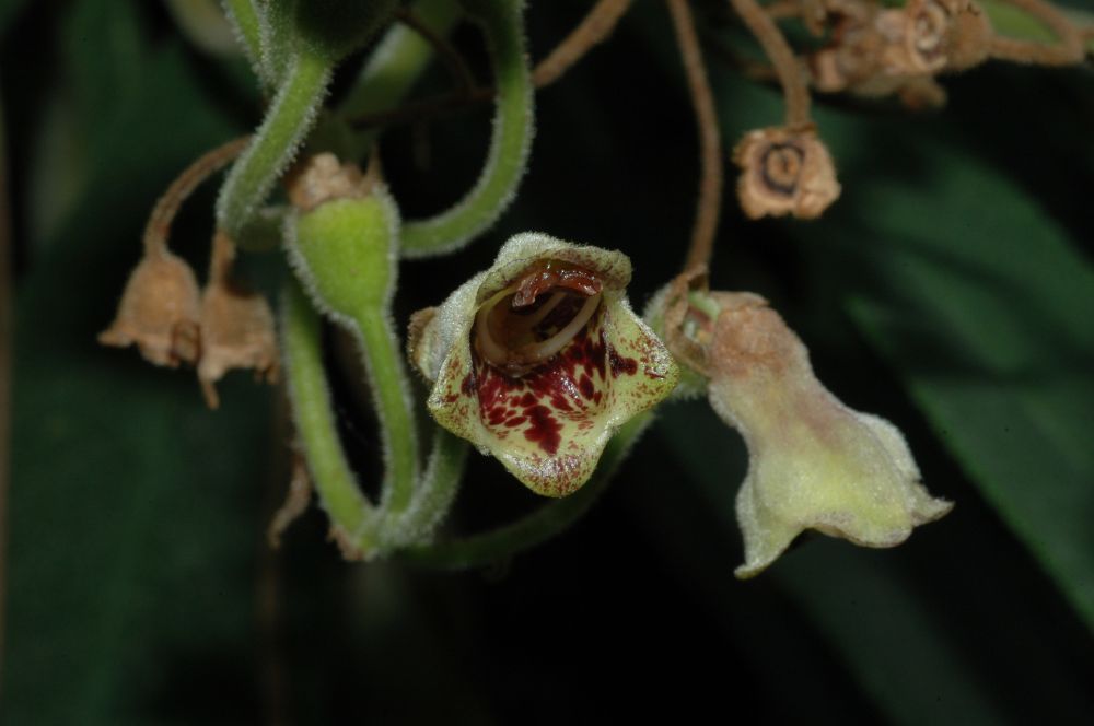 Gesneriaceae Kohleria 
