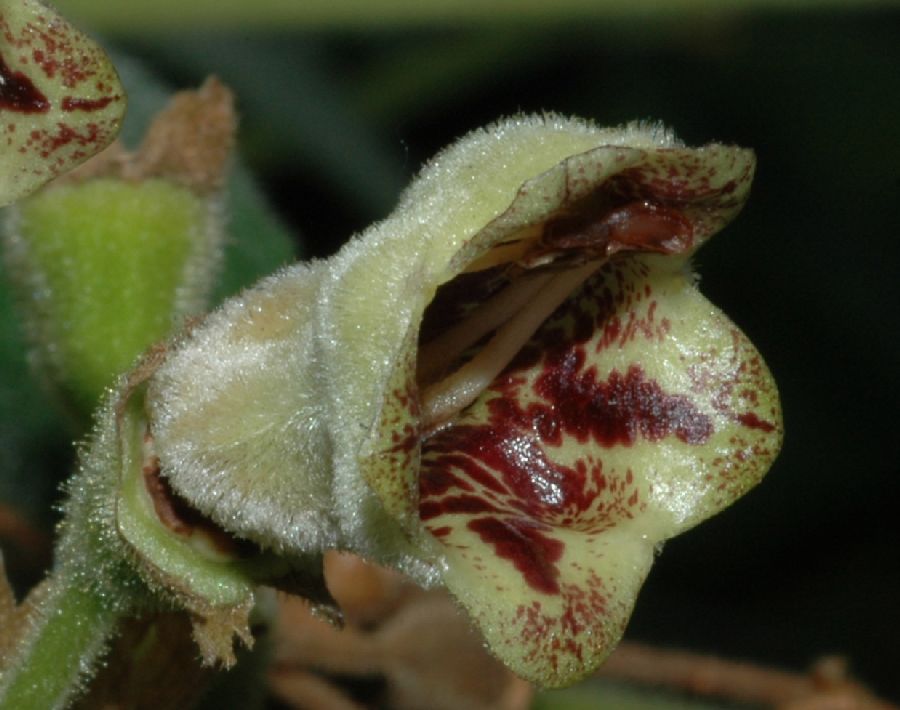 Gesneriaceae Kohleria 