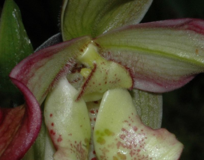 Orchidaceae Phragmipedium longifolium