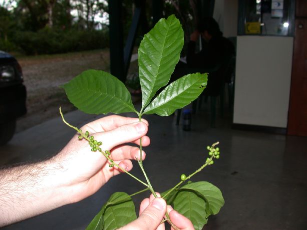 Sapindaceae Allophylus 