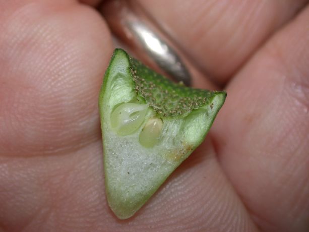 Moraceae Dorstenia choconiana