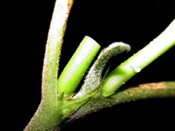 Moraceae Dorstenia choconiana
