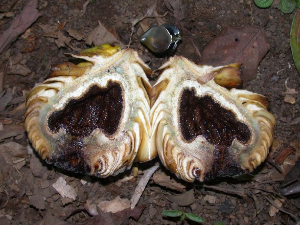 Moraceae Ficus imbricata