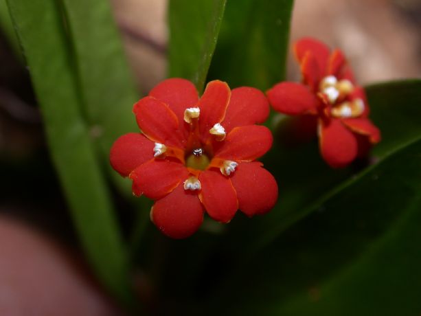 Primulaceae Jacquinia nervosa