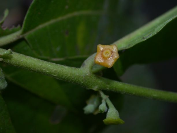 Monimiaceae Siparuna 