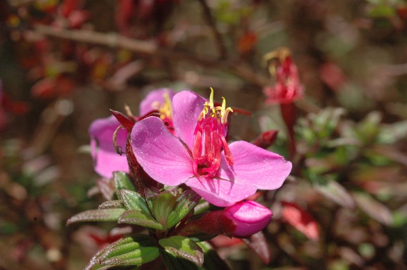 Melastomataceae Monochaetum 