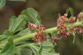 image of Ribes costaricensis