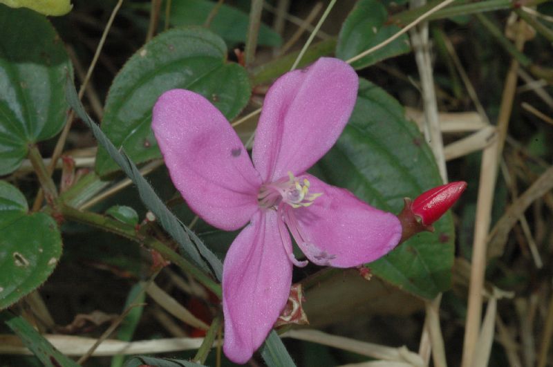 Melastomataceae Arthrostemma fragile