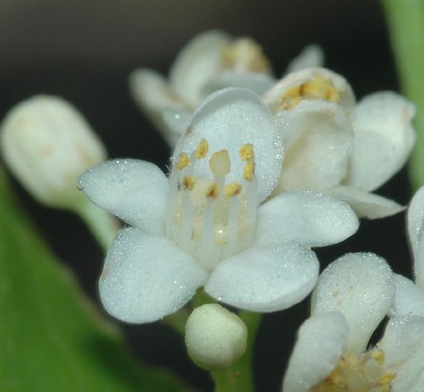 Salicaceae Casearia corymbosa