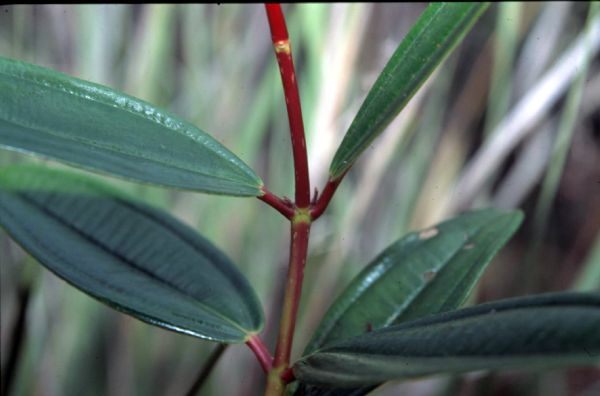 Melastomataceae Tococa nitens