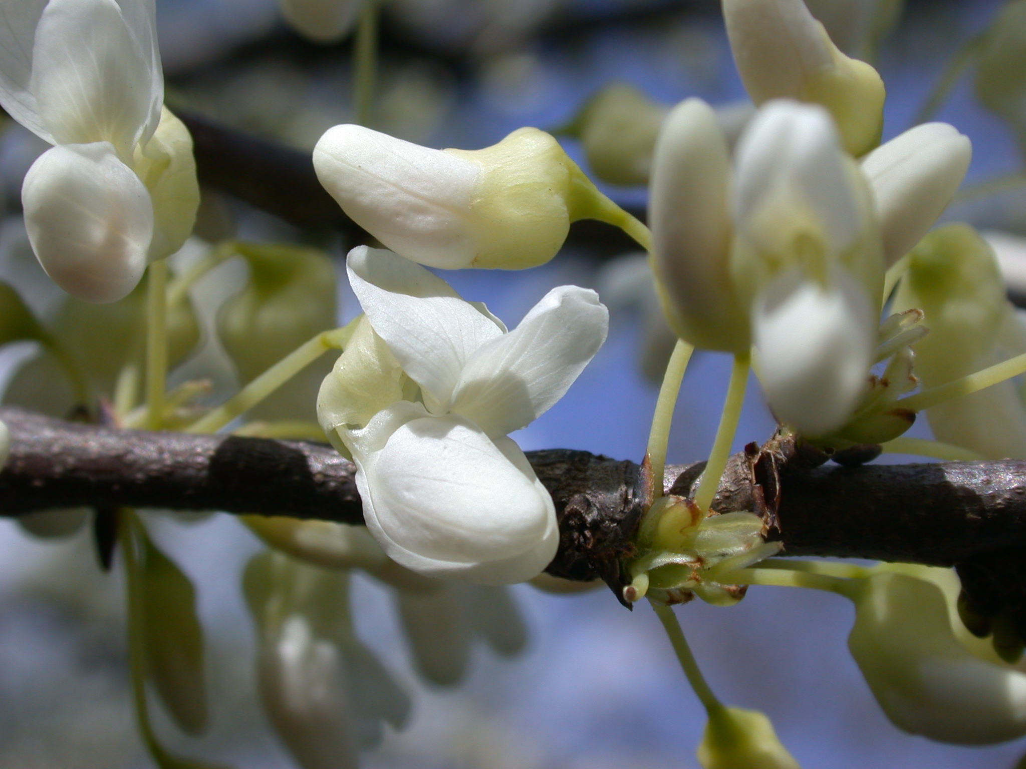 Fabaceae Cercis canadensis