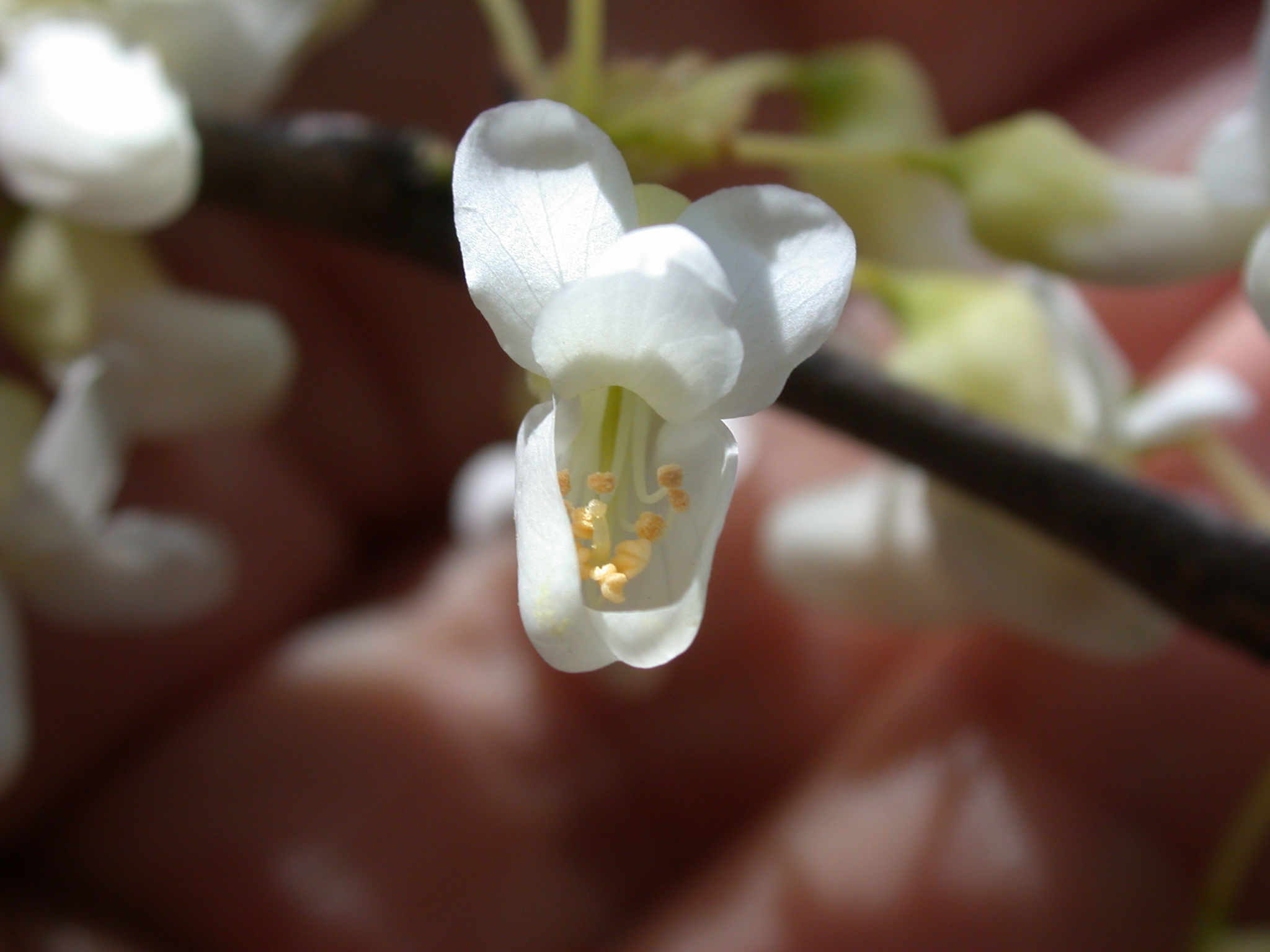 Fabaceae Cercis canadensis