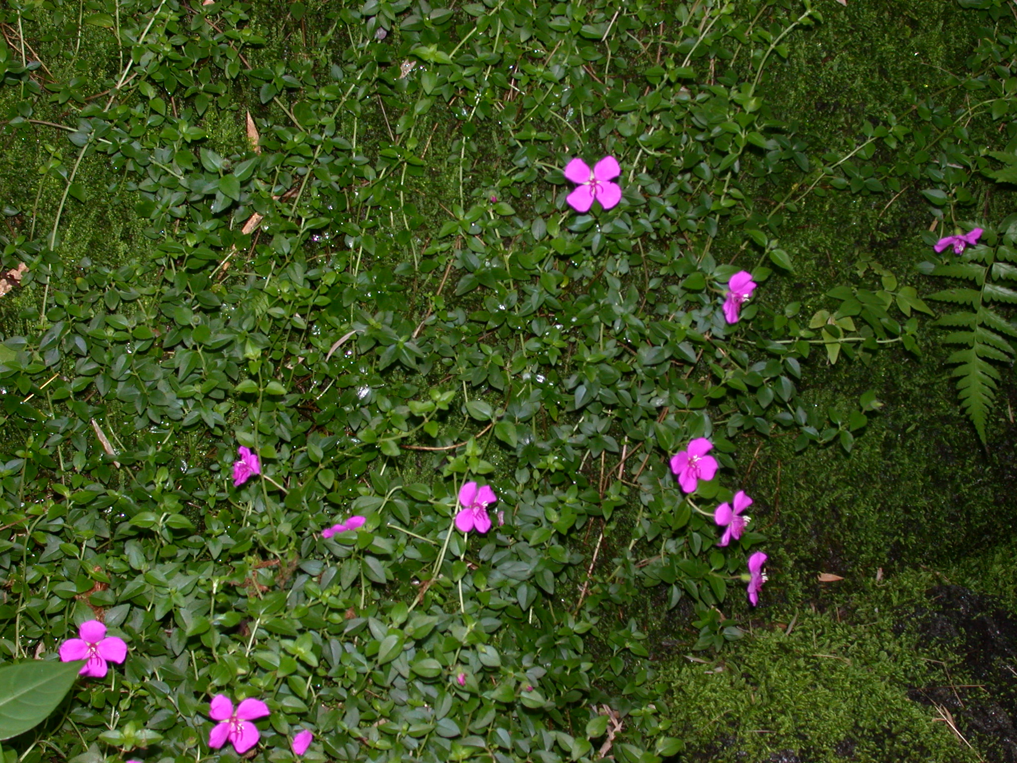 Melastomataceae Heterocentron elegans