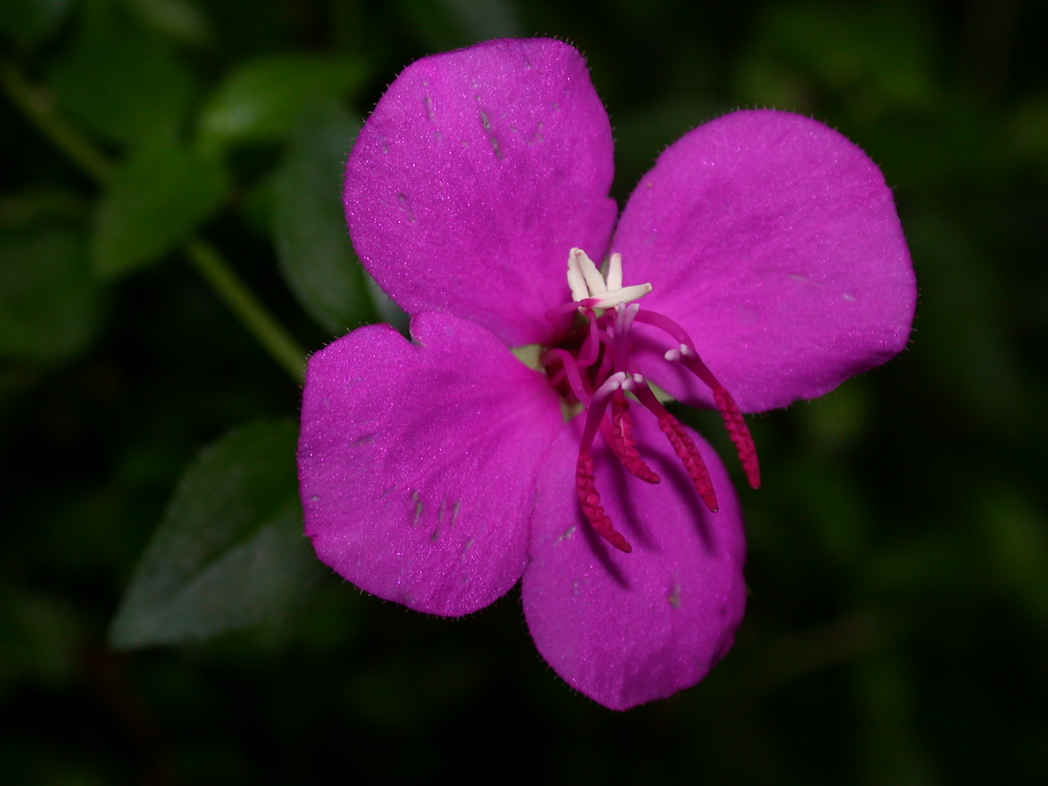 Melastomataceae Heterocentron elegans