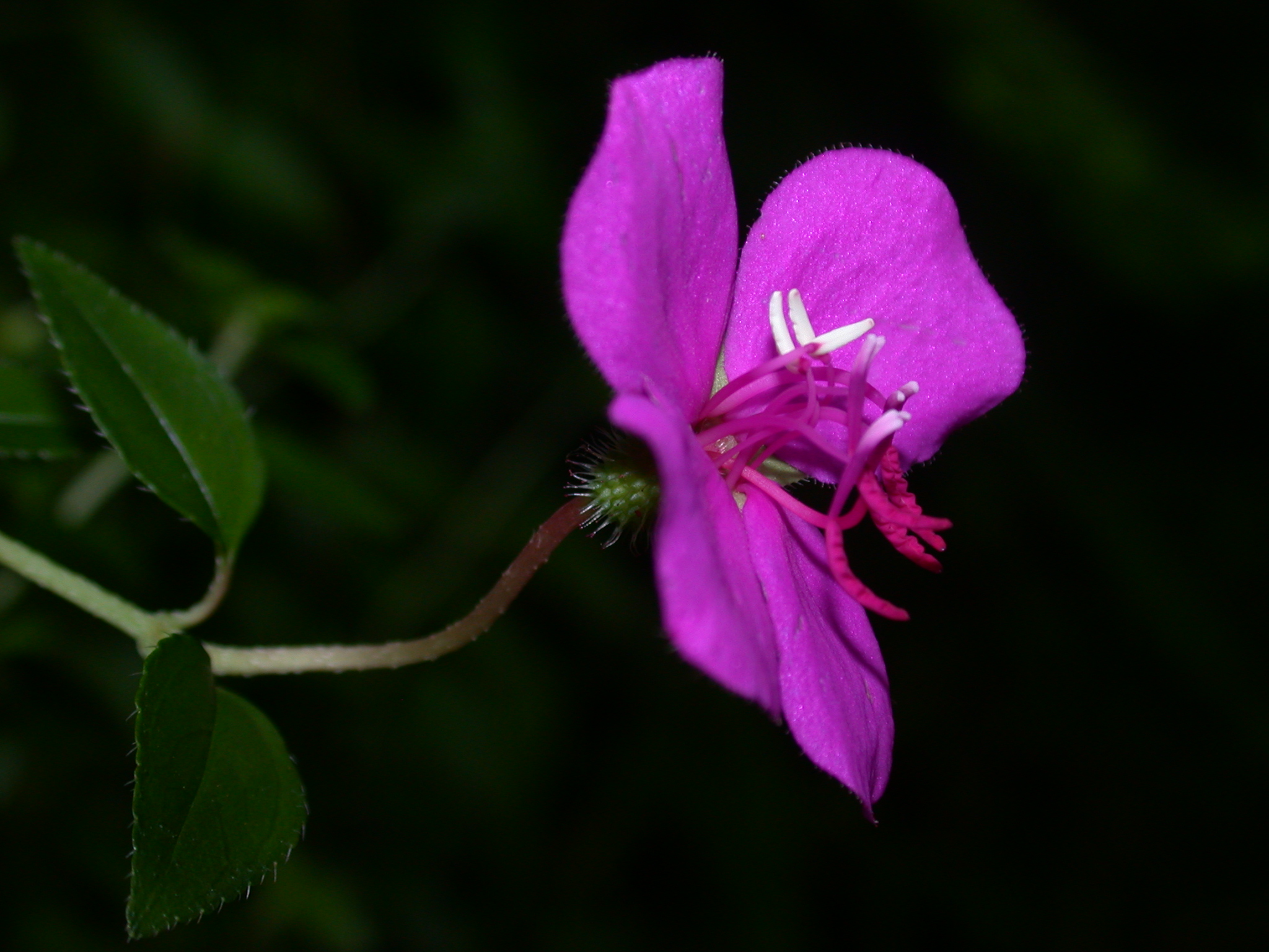 Melastomataceae Heterocentron elegans