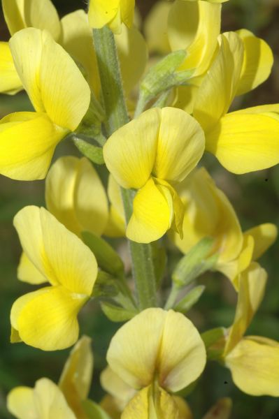 Fabaceae Thermopsis montana