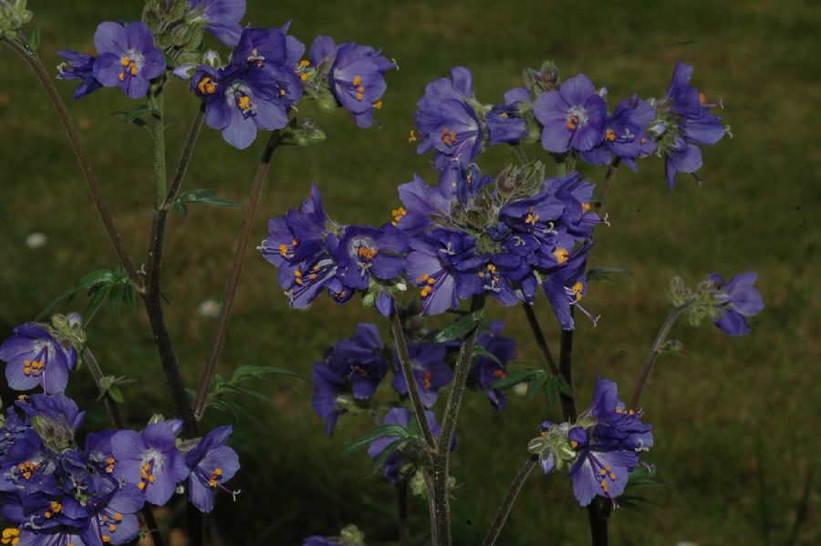 Polemoniaceae Polemonium mexicanum