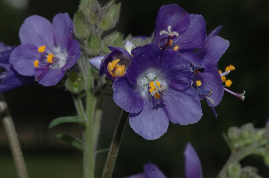 Polemoniaceae Polemonium mexicanum