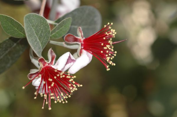 Myrtaceae Acca sellowiana