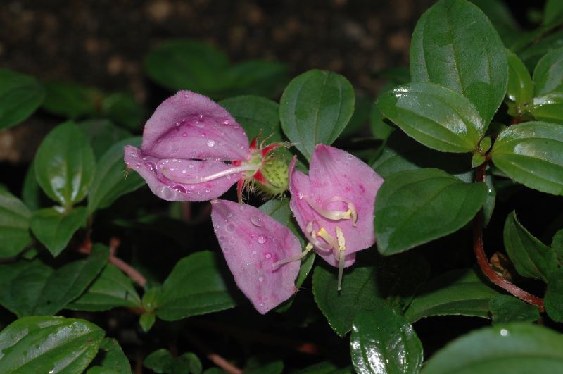 Melastomataceae Melastoma dodecandrum