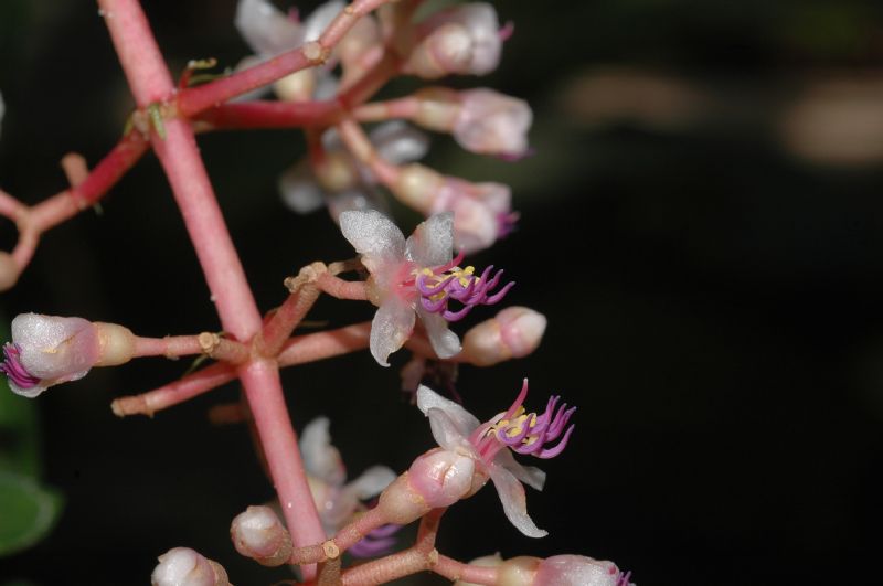 Melastomataceae Medinilla cumingii