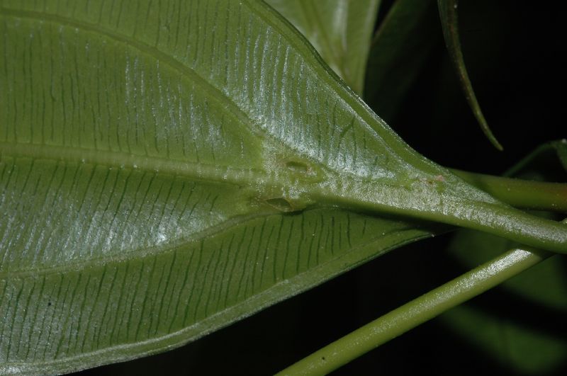 Melastomataceae Blakea litoralis