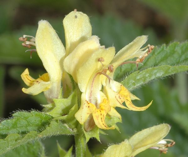 Lamiaceae Lamiastrum galeobdolon