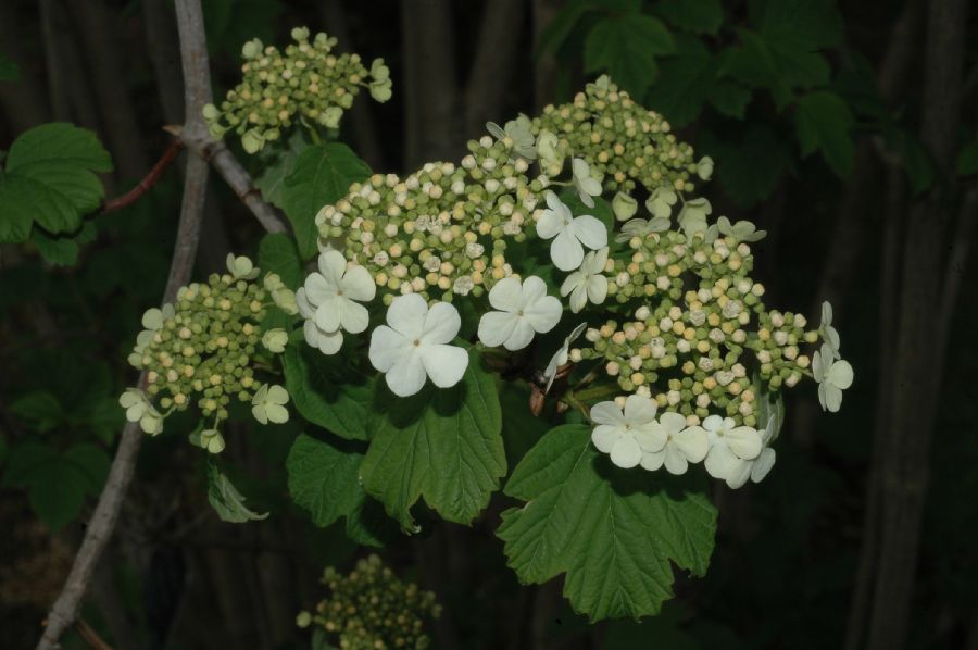 Adoxaceae Viburnum opulus