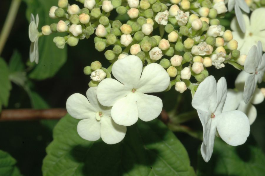 Adoxaceae Viburnum opulus