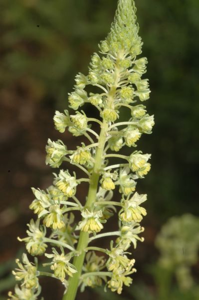 Resedaceae Reseda luteola