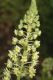 image of Reseda luteola