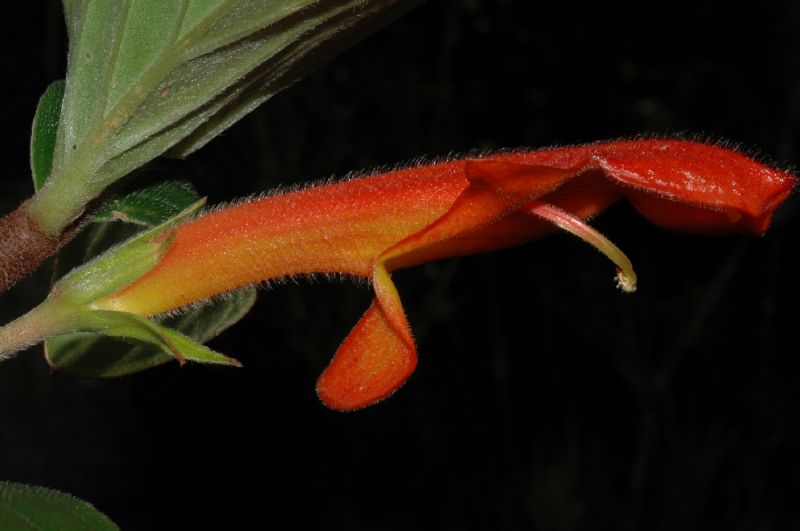 Gesneriaceae Columnea lepidocaulis
