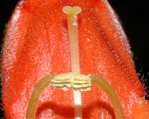 Gesneriaceae Columnea lepidocaulis