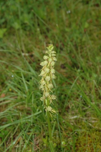 Orchidaceae Aceras anthropoforum