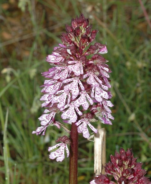 Orchidaceae Orchis purpurea