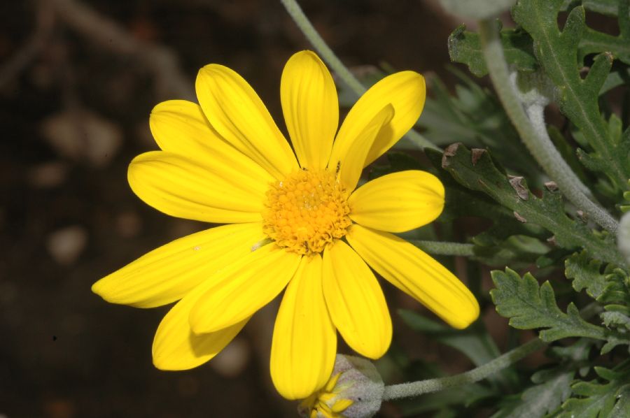 Asteraceae Euryops pectinatus