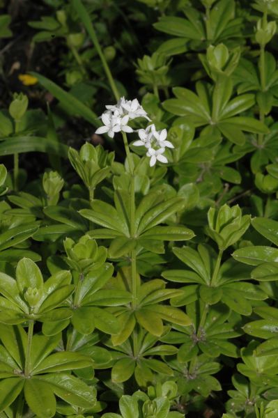 Rubiaceae Galium odoratum