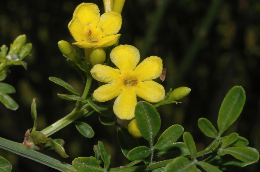 Oleaceae Jasminum fruticans