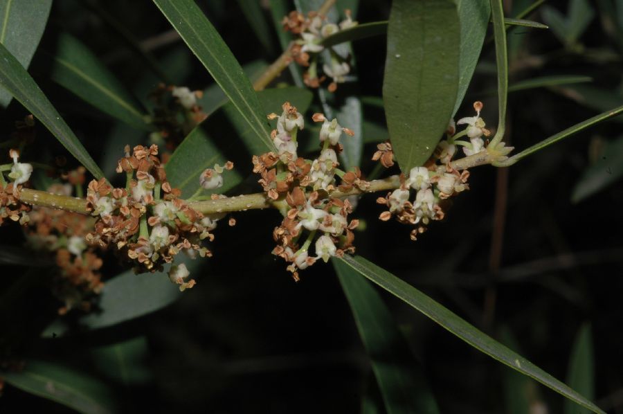 Oleaceae Phillyrea angustifolia