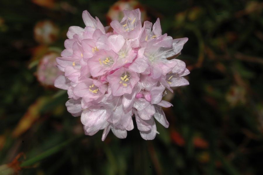 Plumbaginaceae Armeria punges