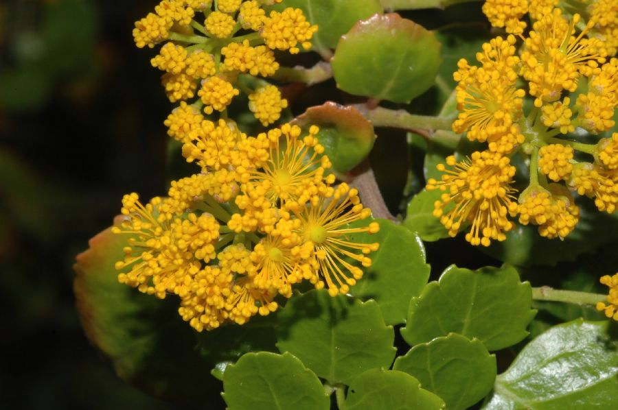 Salicaceae Azara serrata