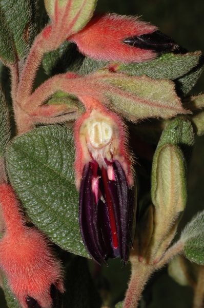 Melastomataceae Brachyotum microdon