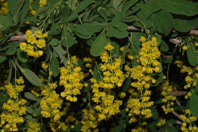 Berberidaceae Berberis vulgaris