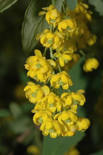 Berberidaceae Berberis vulgaris