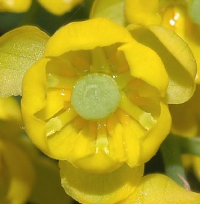 Berberidaceae Berberis vulgaris